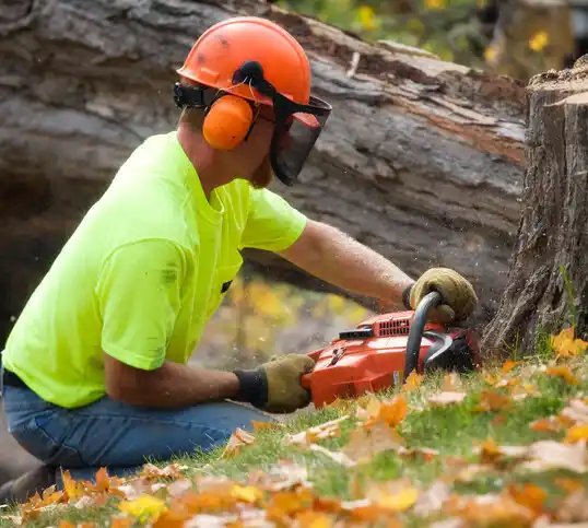 tree services Excelsior Springs